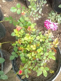 مستعدون لادامة الحدائق المنزليه وزرع الشتلات.. ويوجد كادر لنصب وتسليك ...