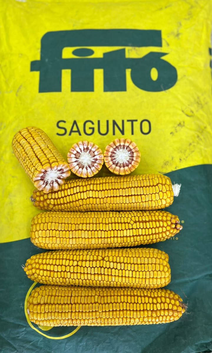 🌽 بذور الذرة الهجين: الإنتاجية القصوى 🌽
​للمزارعين الباحثين عن التميز وأعلى عوائد المحصول، نقدم لكم بذور الذرة التركية المطورة (جيل أول) من أصناف ALFURAT و SAGUNTO:
​🌽 الوزن المثالي للعرنوس: تمتاز هذه الهجن بإنتاج عرانيس ثقيلة الوزن تتراوح بين 350 إلى 500 غرام عند النضوج التام.
​🌽 منشأ تركي عالمي: بذور مستوردة ومسجلة رسمياً لدى وزارة الزراعة التركية كجيل أول (Certified Seed 1st Generation) لضمان أعلى كفاءة وراثية.
​🌽 مواصفات الأصناف: نوفر صنف ALFURAT المتميز وصنف SAGUNTO كما هو موضح في صور المنتج النهائي.
​🌽 وقاية وإنبات مضمون: البذور معالجة بمبيدات فطرية متطورة (Metalaxyl & Fludioxonil) لحماية البادرات في مراحلها الأولى وضمان أعلى نسبة إنبات.
​🌽 كثافة العبوة: يحتوي الكيس الواحد على 50,000 بذرة نقية، معبأة وفق المعايير الدولية ومنظمة الـ OECD لضمان تجانس الحقل وقوة الساق.
​للطلب والاستفسار:
📞 رقم الهاتف: ***********
📱 واتساب: ***********0
