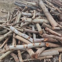 قطع أشجار • تنظيف بستان • النعمانيه واريافها