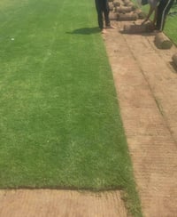 ثيل هندي • درجة أولى • مشتل السراي