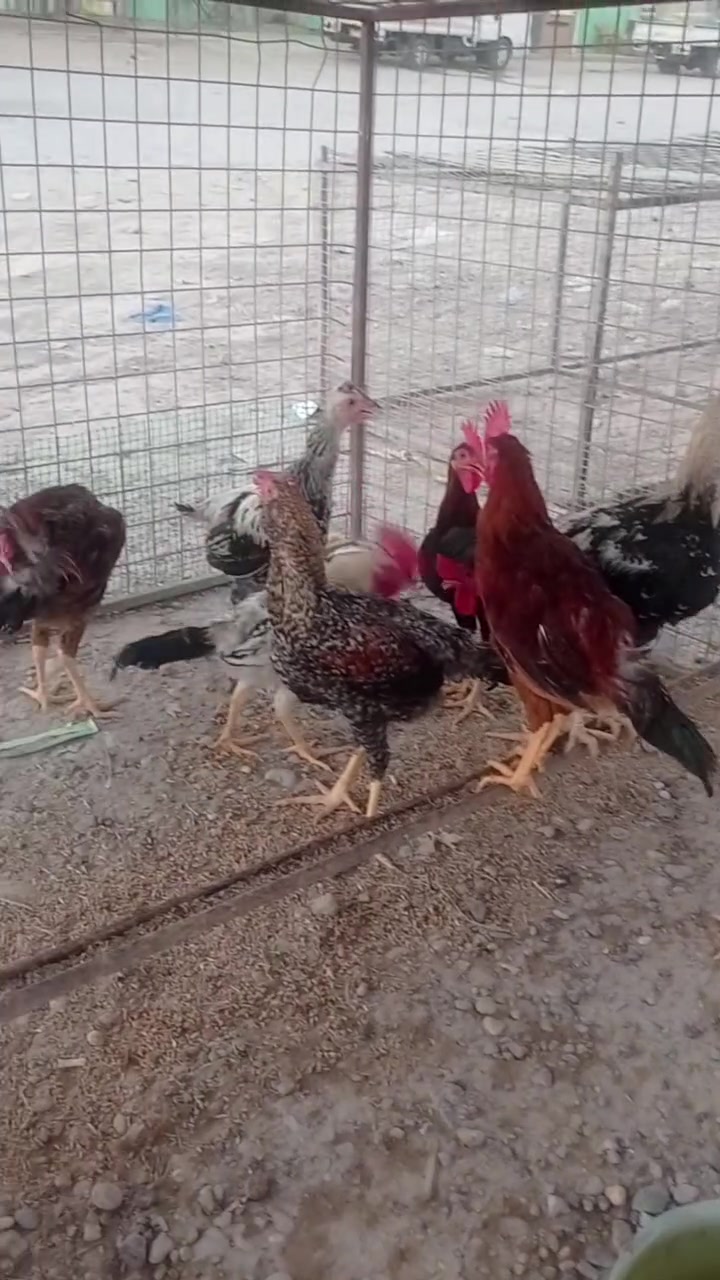 ديوكه عرب اصلي الزوج27مكان سامراء اجبيريه الثانيه مقابيل جامع سيد حميد مدخل المقبرة ***********0

