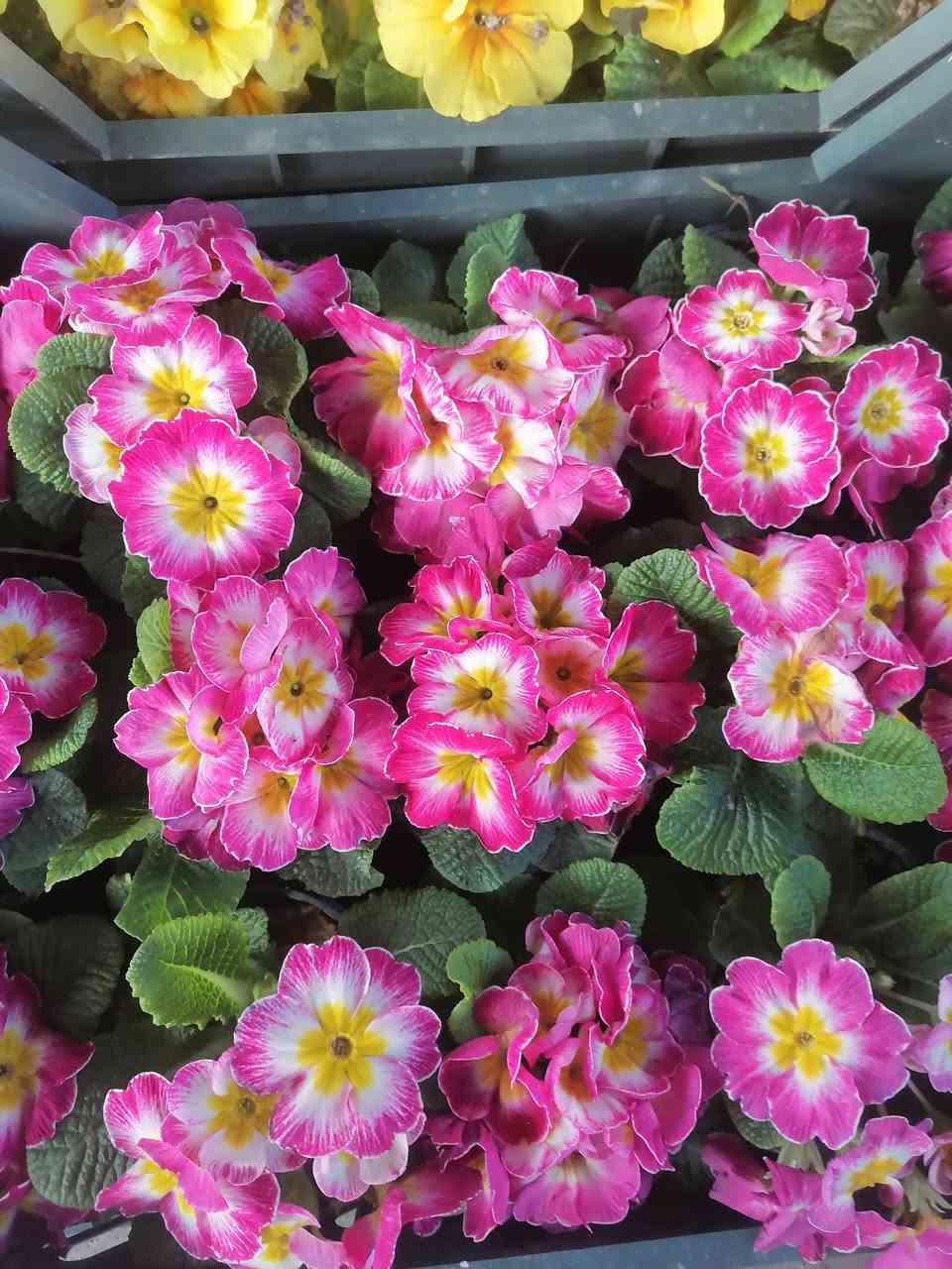 مشتل الربيعي سوق الشمري قرب عيادة ابو رافد مقابل خياطة احمد العكيلي النهروان


**إذا كنت صاحب هذا الإعلان وتريد حذفه لأي سبب، رجاءا أرسل رسالة إلى الدعم الفني**