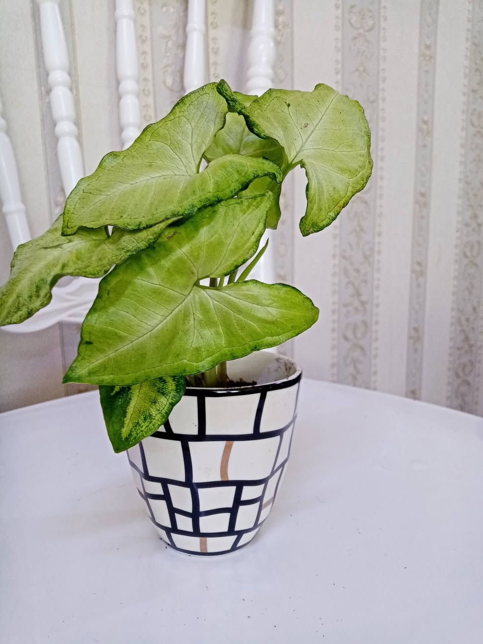 زرع طبيعي ماءي قاروره زرع بلتربه سعر حسب حجم السندانه والقاروره


**إذا كنت صاحب هذا الإعلان وتريد حذفه لأي سبب، رجاءا أرسل رسالة إلى الدعم الفني**