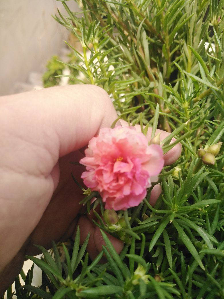 ورد الصباح العراقي والأمريكي وجمال وروعة ورد البربين تزهير اليوم ٢٠٢٦/٦/٤ 🌹🌹🌹🌹


**إذا كنت صاحب هذا الإعلان وتريد حذفه لأي سبب، رجاءا أرسل رسالة إلى الدعم الفني**