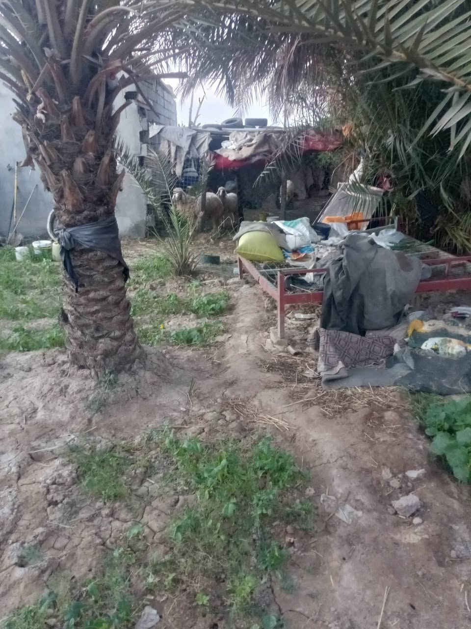 السلام عليكم بيت للبيع مساحه 500متر حي العهد عل شارع الريسي بي محل طول 7ونص والعرض 3ونص غرفتين وحده5في 4وحد 3في 4.الصاله 10في 4الاستغبال 7في 4الامطبخ 4في 4ونص الكراج طول 20متر كهرباء ومياه ومجاري وخط مولد والشارع بي اناره وتبليط للباب الاستفسارا ***********
