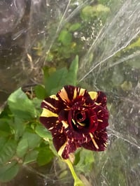 ورد جوري قديفة • ألوان جميلة • ديكور حديقة