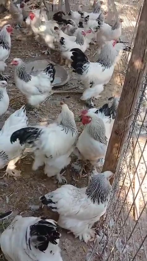 دجاج براهما للبيع البصره


**إذا كنت صاحب هذا الإعلان وتريد حذفه لأي سبب، رجاءا أرسل رسالة إلى الدعم الفني**