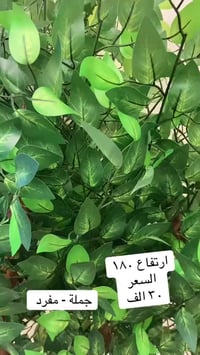 بغداد • توصيل بغداد • ديكور بيت