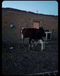 بقره ضحيه الشراي يتصل 07739653591