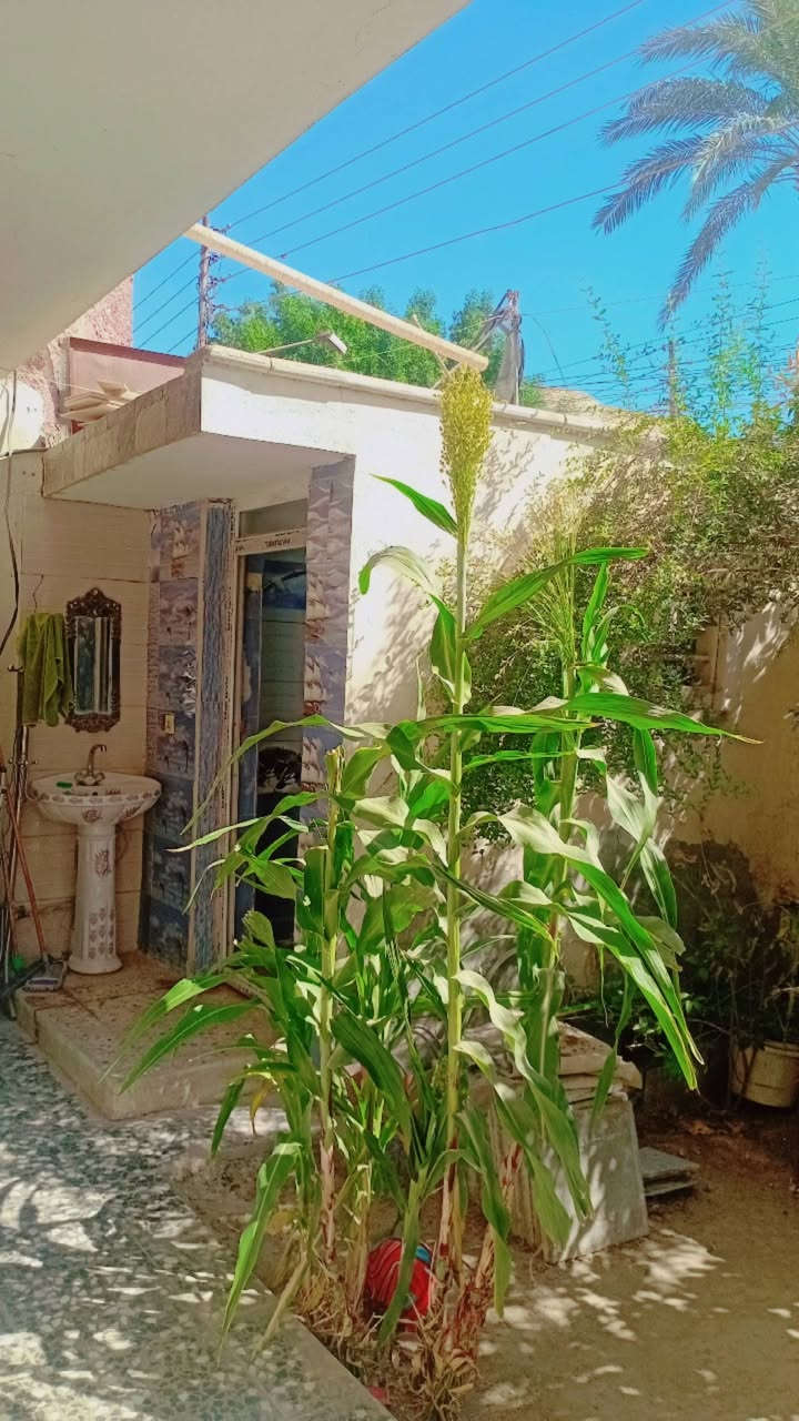 بيت للبيع مساحته 170متر طابو صرف سنه البناء 2016موقع البيت الغزالية شارع المركز فرع اسواق المراد الطابق الارضي يحتوي على استقبال وهول ومطبخ وغرفه طعام وغرفه نوم وصحيات داخلية وصحيات خارجيه +حديقة وكراج والطابق الثاني يحتوي على اربع غرف نوم مع هول طوله 7امتار (***********)
