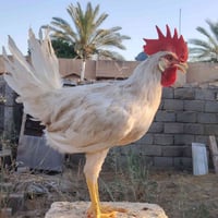 ديوك معمل • ٣ أشهر • ١٤