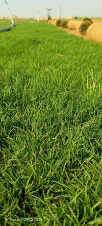 ثيل ديالى • طبيعي • توصيل