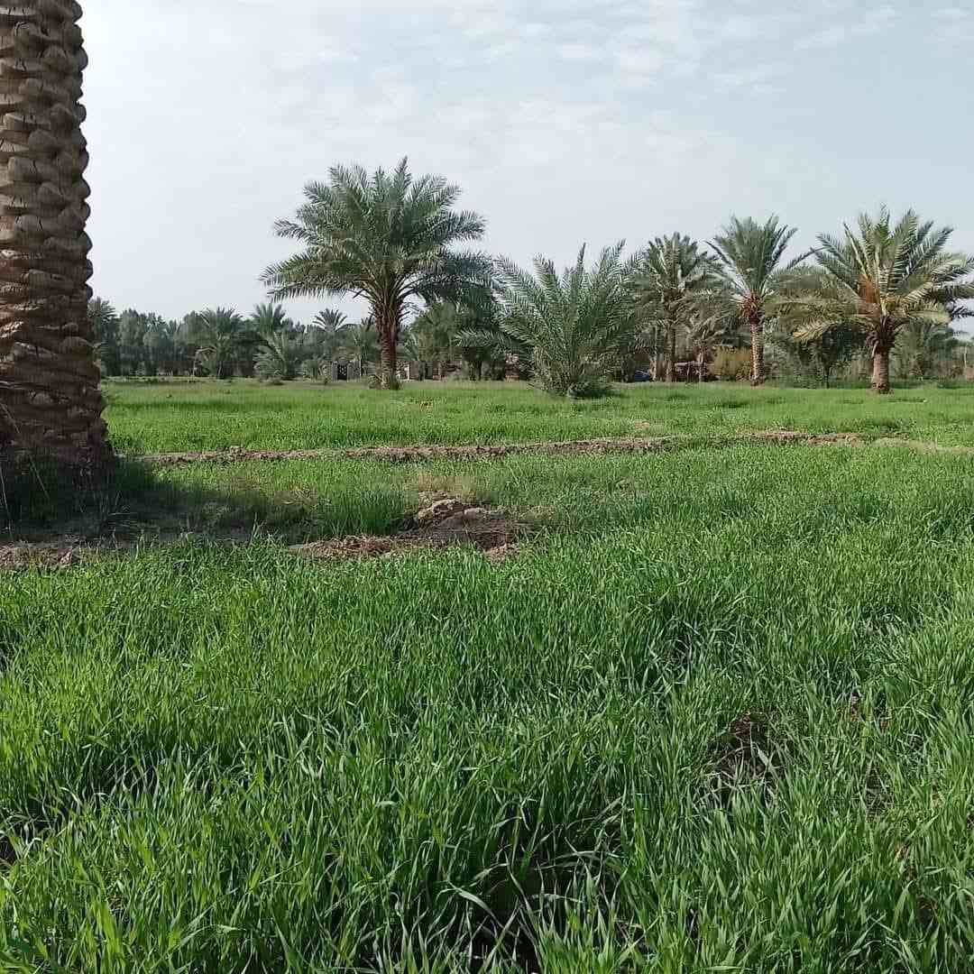 ارض زراعيه للبيع مساحتها 12 دونم ويوجد بها بيتين بناء حديث ويوجد فيها ماء في الصيف والشتاء للزراعه ويوجد بها أكثر من 50 نخله وماره بها اعمده الكهرباء وماء اسأله ومدرسه قريبه ومستوصف وأرض صالحه جدا للزراعه.
عنوانها :- بابل _الحمزه الغربي.
تبعد عن السريع الدولي مايقارب 5 كيلومتر وعن الشارع التبليط الفرعي مايقارب 400 متر. جميع التفاصيل الاخرئ يم صاحب الأرض أرقامه 👇
للاتصال :-***********
