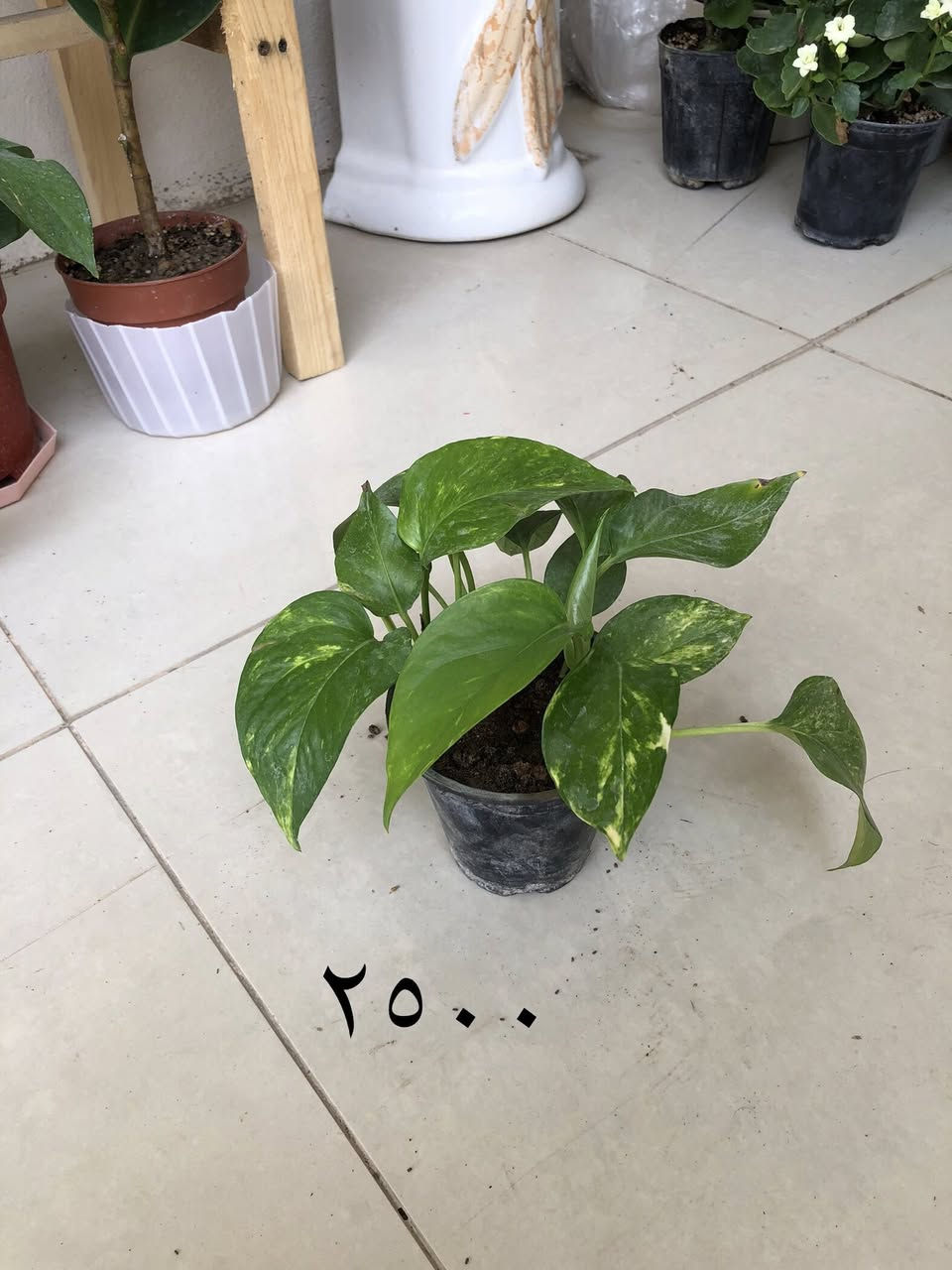 بۆ فرۆشتن گەیاندنمان هەیە


**إذا كنت صاحب هذا الإعلان وتريد حذفه لأي سبب، رجاءا أرسل رسالة إلى الدعم الفني**