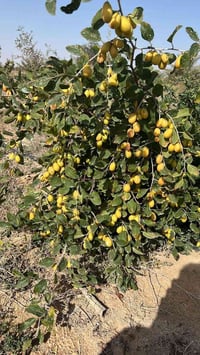 ٣٣ دونم • عقد زراعي • ياعلي عامود ٣٤٩