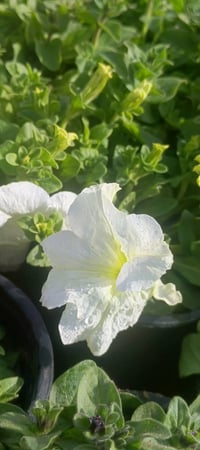 موسمات • مشتل سماء الكوت • توصيل الكوت