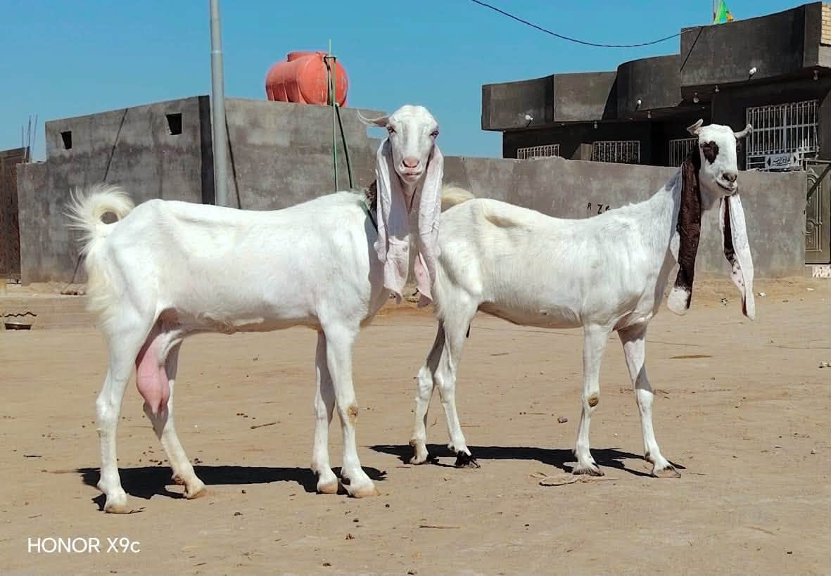 #علق تم يصلك السعر 
بكريات خط اول 
***********اسيا***********بسم
