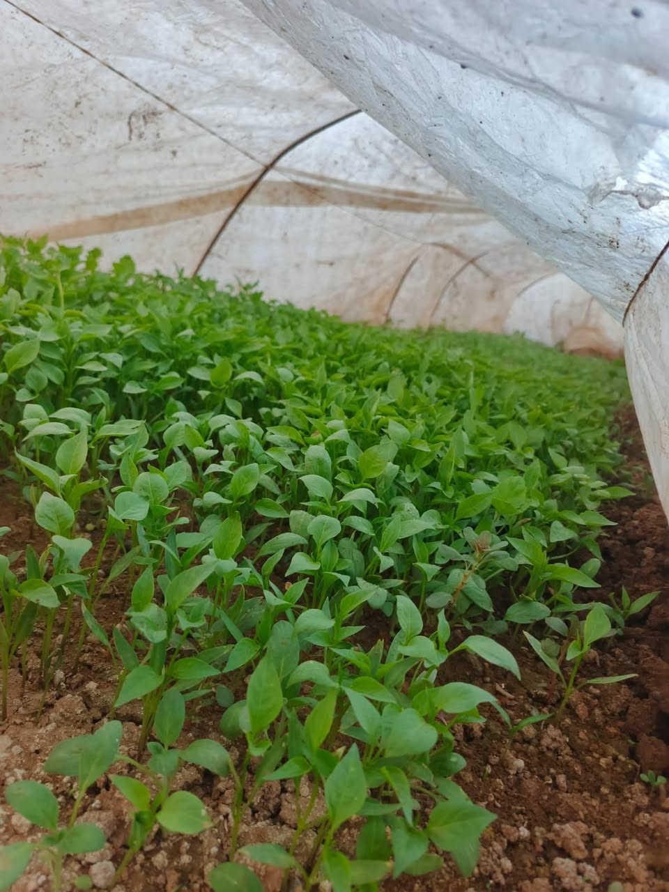 السلام عليكم
يوجد شتل فليفله
للتواصل ***********
