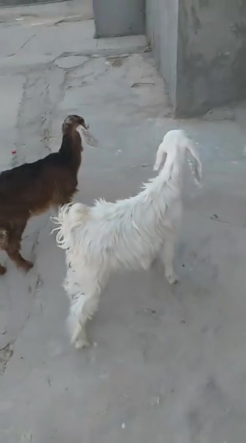 جدايه 2 وصخول 2 وفطيمه شرط نصاح ومعالفات 735 وبيها مجال مكاني لبغدادي ***********
