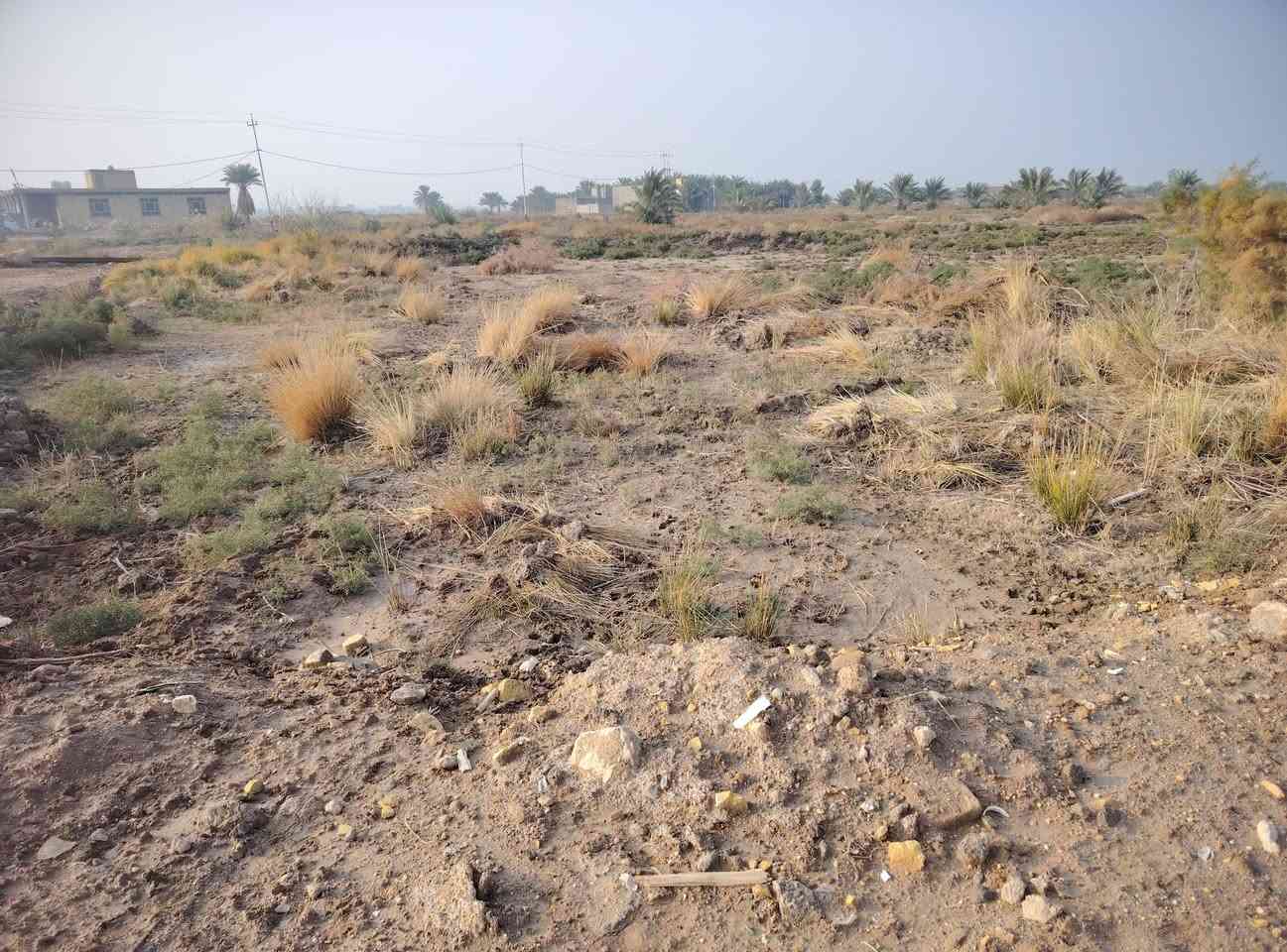 أرض للبيع مساحة 527متر مربع واجهة 31متر ونزال 17متر ركن
*********** 
 العنوان قرب جسر ال جروخي تدخل بالشارع الي رايح للداحره قرب ابو الغسيل 
طابو زراعي سند 25إقرار محكمه
متوفر طريق وماء وكهرباء وتبعد عن شط ال جروخي  300متر  وتبعد عن طريق العام سماوه رميثه 700متر
فقط بس تعديل عوزها الكاع #
