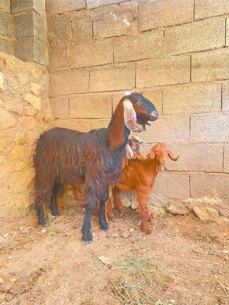السلام عليكم حذعه اول بطن وراها توم جدي وصخله ضره فول وخشاان فول ( عنز على كل عيب) خشنه ماشاءالله    سعر. 465الف وبيها مجال   مكان حديثه.    ***********
