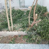 عندي ستوتة اشتغل تنظيف السطوح من الاوساخ تنظيف الحدائق تقليم الأشجار ر...