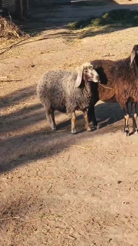 ألسلام عليكم
نعجه ام ثاني بطن وراها فطيمه وعشره شرط فحص سونار 
المكان الرمادي حصيبه الشرقيه للستفسار الاتصال ***********

