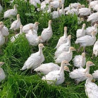 خرفان بيض • ذكر حتى 30كغ • أصلي
