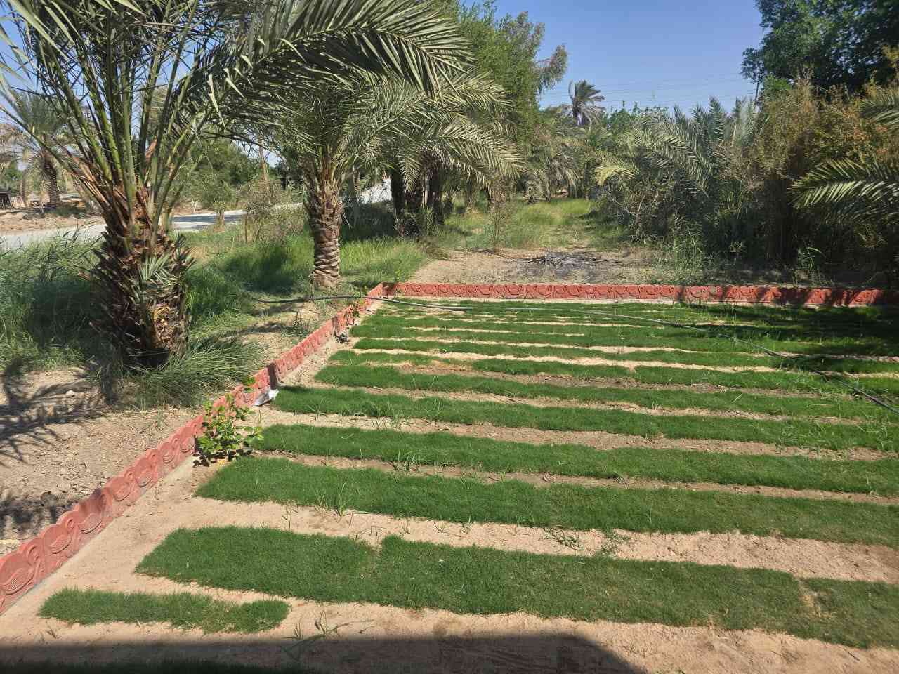 سلام عليكم
هذا شغلي في الناصريه متوفر كادر خاص مزراع وحدائق  تنظيف الحدائق وزراعتها قص الثيل.زراعه النخيل وتكريبه رش مبيدات فطريه ومعالجه الارضه  قلع الارض المالحه والقضاء ع الملوحه. امانه الله الشغل درجه اولى الشغل يرضي الله ويرضيك للاتصال ***********
