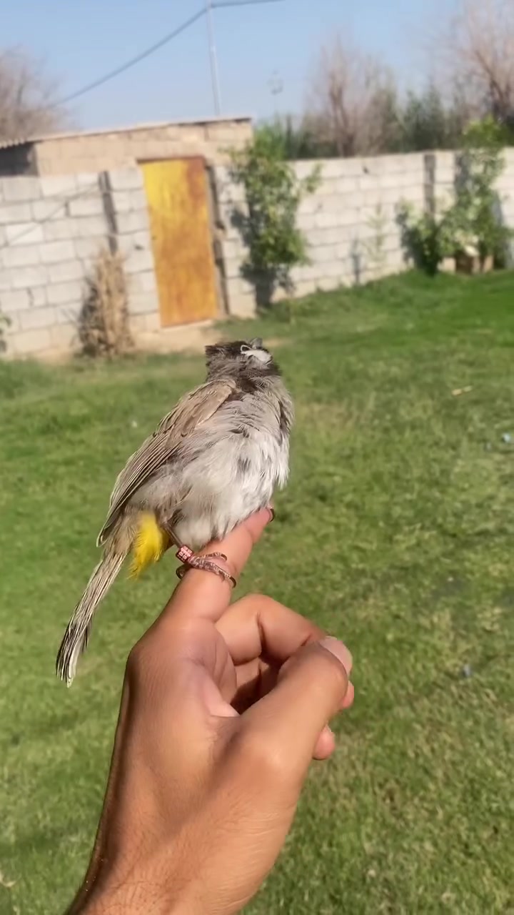 تك فحل مخلف شرط يطلع برا
***********
