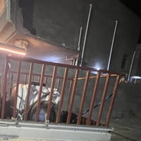 محجل • هيفا • حمل
