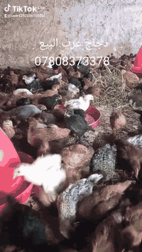 دجاج عرب البيع سعر الزوج 7ونص  07808373378