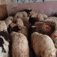 طليان وفطايم • ٢٥ • حي العصري