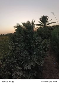 الأرض البيع صلاح زراعي سند ١٧ ستة دوانم 07843218329