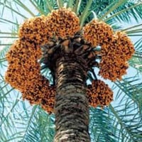 اظمن نخل • نخل تمر • فلوس نقد