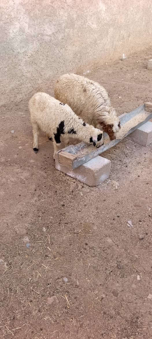 للبيع سعر زوج ٣١٥  ألف
***********
