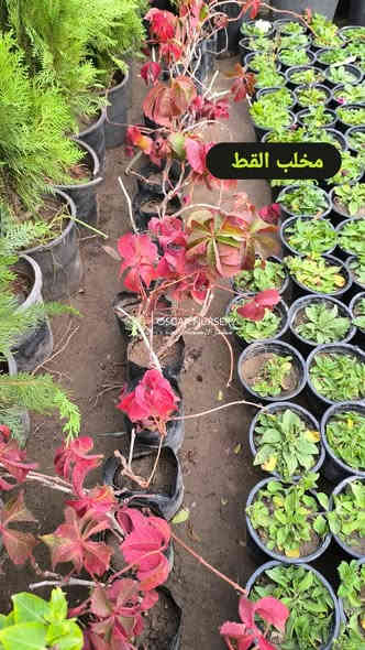 متسلق مخلب القط
يكون اخضر في الأجواء الحارة واحمر في الأجواء الباردة 
متوفر بسعر 2,000

📍 زورونا في موقعنا:
مشتل الأوسكار – حي الحنانة – شارع نجف _ كوفة
(مقابل غرفة تجارة النجف و فريندز كافيه ومطعم شريف– مجاور متنزه الحنانة العائلي)

🕗 أوقات الدوام:
من 8:30 صباحاً إلى 8:00 مساءً

📞 للطلب والاستفسار:
*********** – ***********
(اتصال / واتساب / مراسلة عبر فيسبوك)
 متوفر دفع  زين  كاش ومتوفر ماستر  

🚗 يتوفر توصيل داخل النجف
موجودين في تطبيق توترز لبعض المواد الزراعية 

أهلاً وسهلاً بكم دائماً في مشتل الأوسكار 🌹🌹🌹
