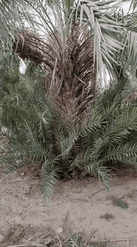 سلام عليكم فسائل ديري للبيع سعر الفسيله3000 رقم الاتصال *********** مكان ذي قار قلعه السكر
