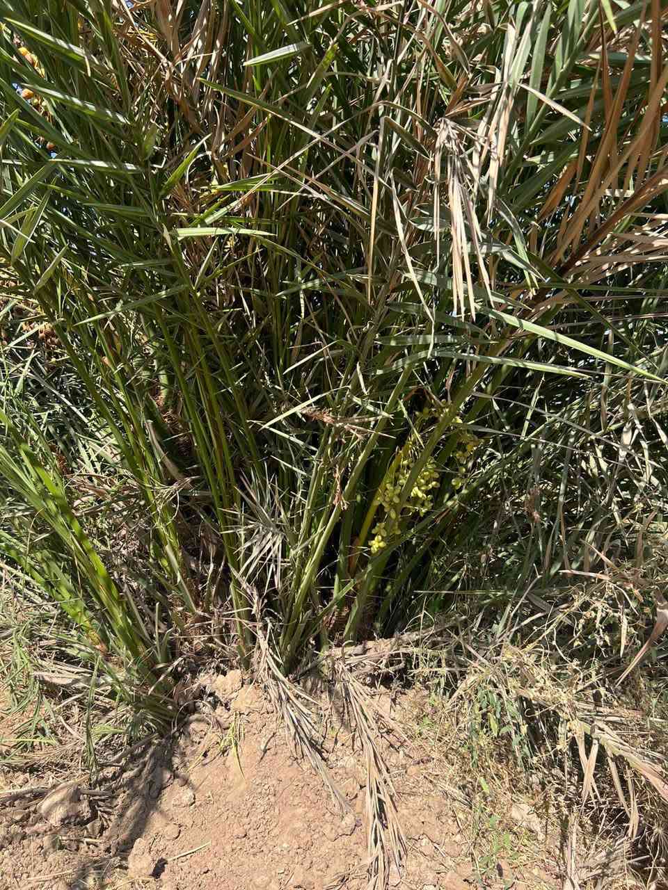 السلا عليكم رمضان كريم يوجد شتل كافه اصناف النخيل  الأصناف مضمونه حسب نوعيتها ونكدر ننقل الشتل ونزرعو الك
 الاسعار من ٢٠الف الى ٨٠الف حسب النوعية والعمر 
 المكان الضلوعية 
هاتف ***********
