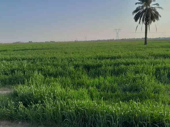 على بركة الله ......
_ أرض زراعية للبيع 🏜

*موقع جدا مميز🚩📍

* جنس العقار:  (عقد ٢٥ طابو ) تحويل مباشر
* المساحة : ١٦ دونم 
*يتوفر فيها ماء إسالة وحصة مائية وكهرباء 

* تصلح الأرض لسكن و للزراعة وبناء حقول الدواجن وانشاء أي مشاريع اخرى

الموقع 📍: واسط / قضاء العزيزية _ شظيف الغربي - خلف حسينية سيد الشهداء _ تبعد عن شارع العام بغداد- كوت ٤٠٠ م
ملاحضة / تبعد قضاء ا لعزيزية عن مركز محافظة بغداد 75 كيلو 
للاتصال و الإستفسار ***********📞
           واتساب       *********** 📞
أو مراسلة بيج وحساب درة المدينة للعقار
