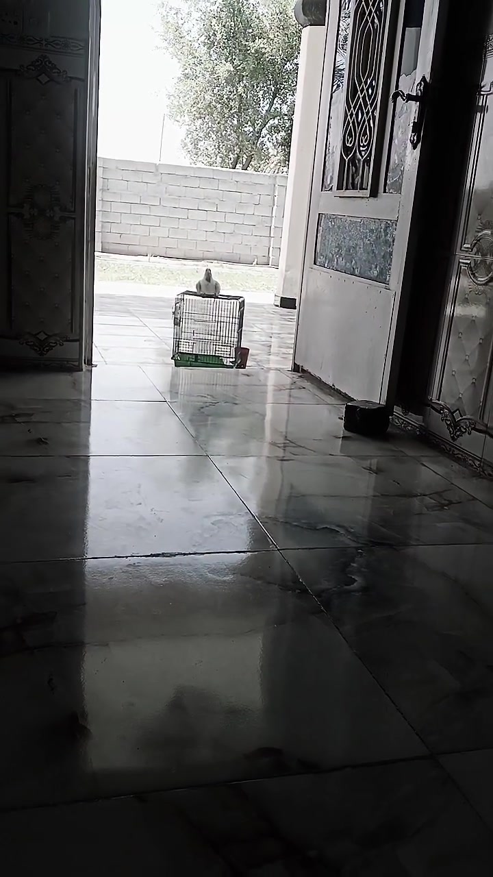 لبيع ما مرباي زين بعده زغير توه يكمز


**إذا كنت صاحب هذا الإعلان وتريد حذفه لأي سبب، رجاءا أرسل رسالة إلى الدعم الفني**
