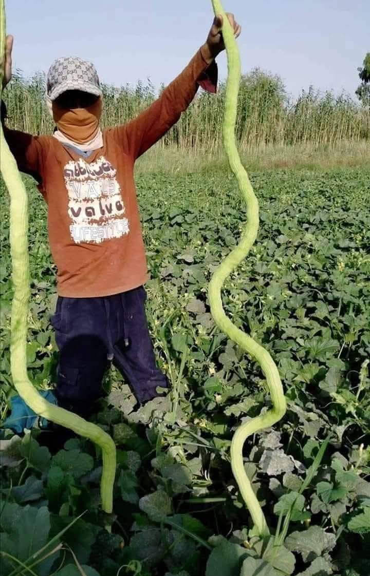 يوجد لدينا بذور لوبيا افيئر يطاليه ستندر شركه نتاجيه خير من الله تحمل حراره الصيف جدن عاليا وخيار عطر زي سباني متعهده *********** وبذور بانيا فرنسيه بنت القوطيه
