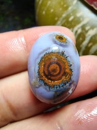 داودي • نوادر • جملة ومفرد