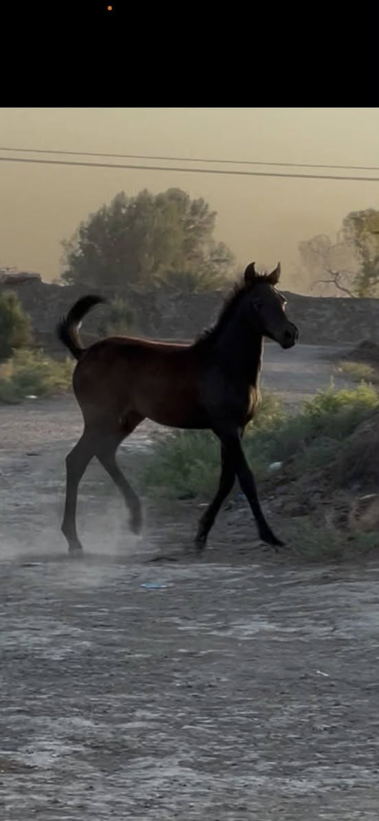الهم صلي على محمد وآل محمد 
فرس عربيه اللبيع فول مواصفات سالمه من كل عيب ورهه مهره دهمه عمره 4اشهر وامها عمرهه 4سنوات وعشار عليه 3اشهر وين الي يدور الزين ودرجه والئ رسنه من الكحيلات 
خياله راس وشليل المكان بابل منطقه الخميسيه 

***********  واتساب اثير

