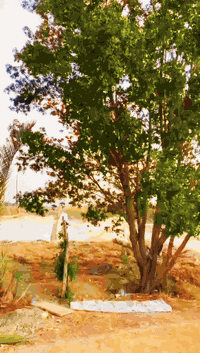 شبابنه دراجه ماكس منغولي للبيع  مكينه ناعمه حلوه لاتنقيص ولا تبخير مبد...