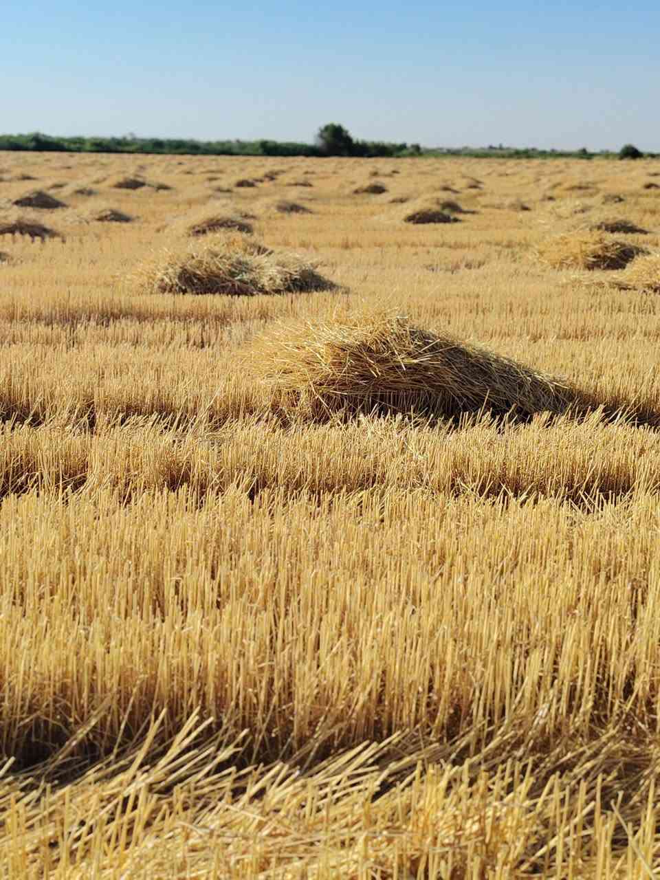 يوجد جله ثخينه كما موضح في الصوره  حاوي اشميط 
25 دونم  للبيع  اتصل وتبشر    ***********
