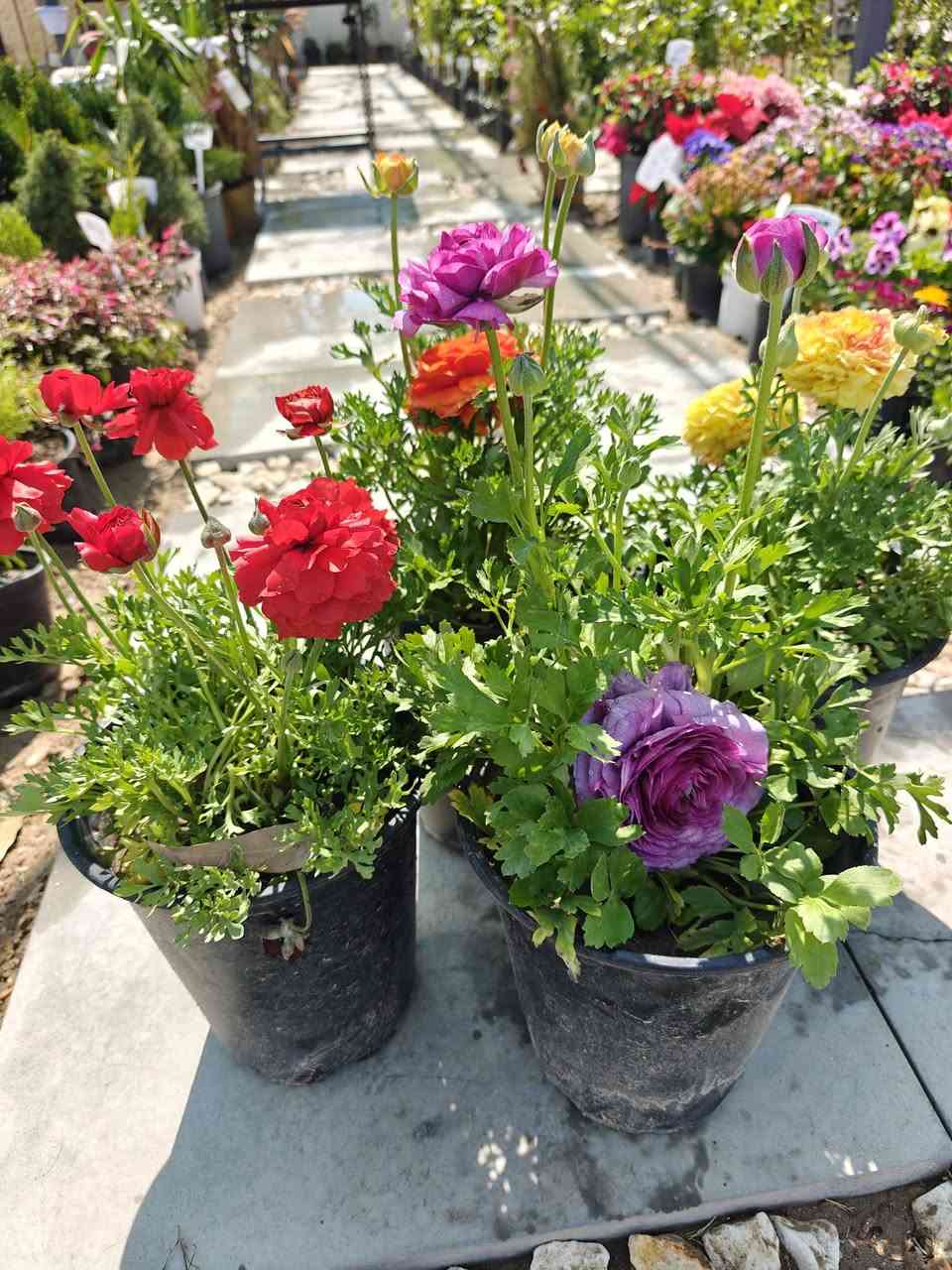 مجموعة من الزهور المميزة في مشتلنا🌸 

زورونا في فروعنا 
📍الفلوجة - شارع 40 - مقابل سنتر ملامح
  الفلوجة - السوق العصري 
✔️ خدمة توصيل إلى كافة المحافظات 🚚
***********

#نباتات #نباتات_منزلية #نباتات_طبيعيه #نباتات_ظل⁩
