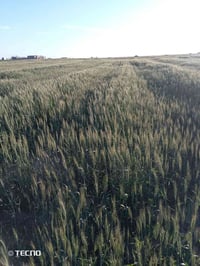 عندي مزرعة للبيع 45دونم بيه حنطه15 دونم 4دوانم.شعير.بيه.طماطه.صيفي150م...