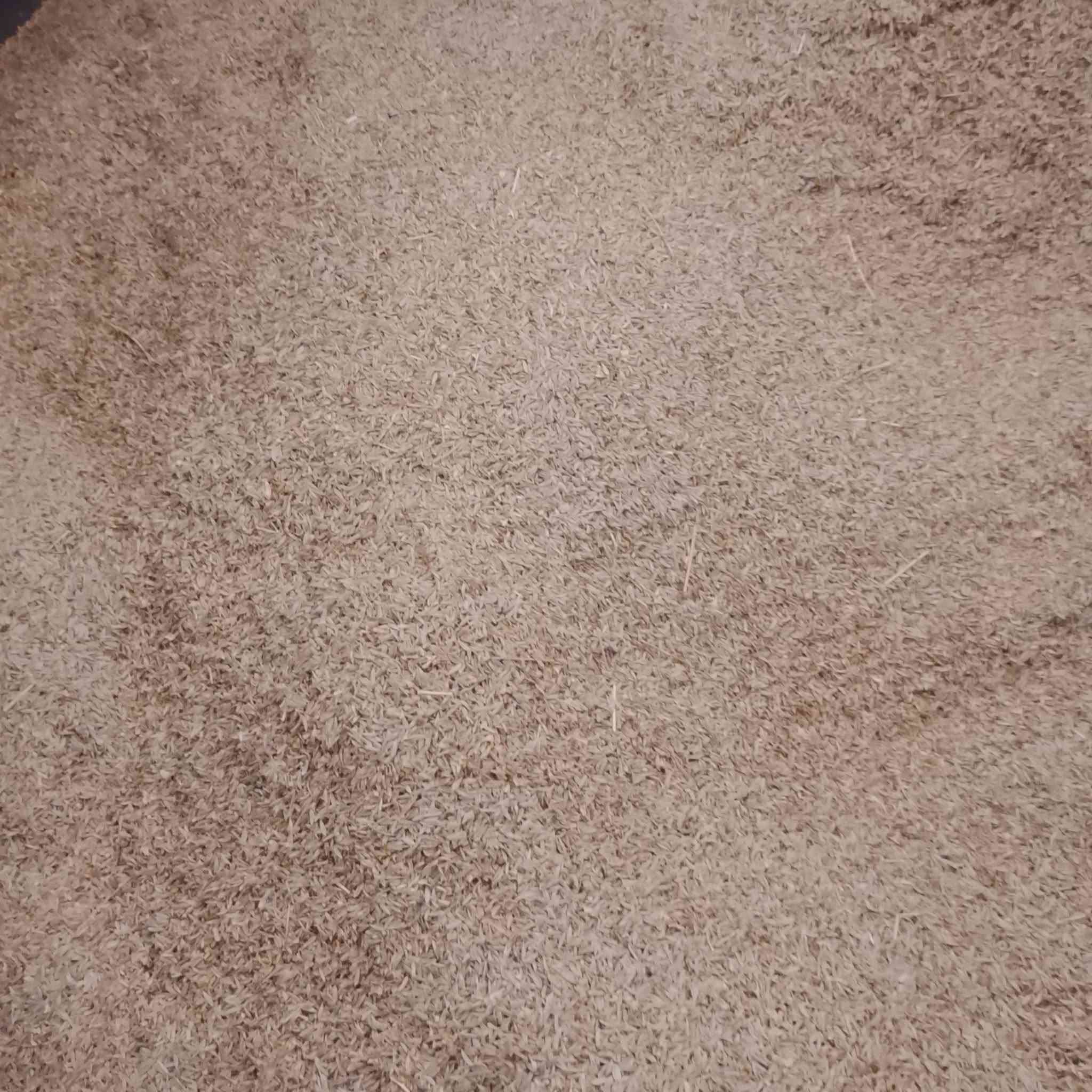 بذور خس للبيع درجه اولى نضيف  مثل ما في الصوره لاستفسار لاتصال على هذه الرقم او المراسله على الواتساب ***********
