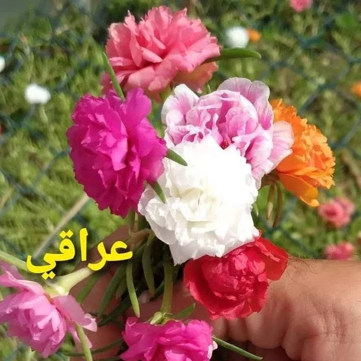 ورد الصباح( عراقي)  أو نزناز

متوفر حاليا بعدة الوان:

1.ابيض
2.وردي مشطب.
3.وردي غامق
4.وردي فاتح
5.فوشي
6.برتقالي
7.احمر 

نبات دائمي او صيفي يزهر من بداية الصيف وحتى بداية الشتاء...

سعر الشتلة 1000 

للطلب والاستفسار يرجى مراسلة بريد الصفحة

او الاتصال على الهواتف التالية

واتساب
 ***********
***********

تتوفر خدمة توصيل داخل سامراء فقط

العنوان
مشتل ربيع قرطبة 
سامراء حي الشهداء شارع 2000
